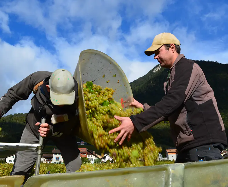 AVY_kelvin-maret-vendanges_1.JPG