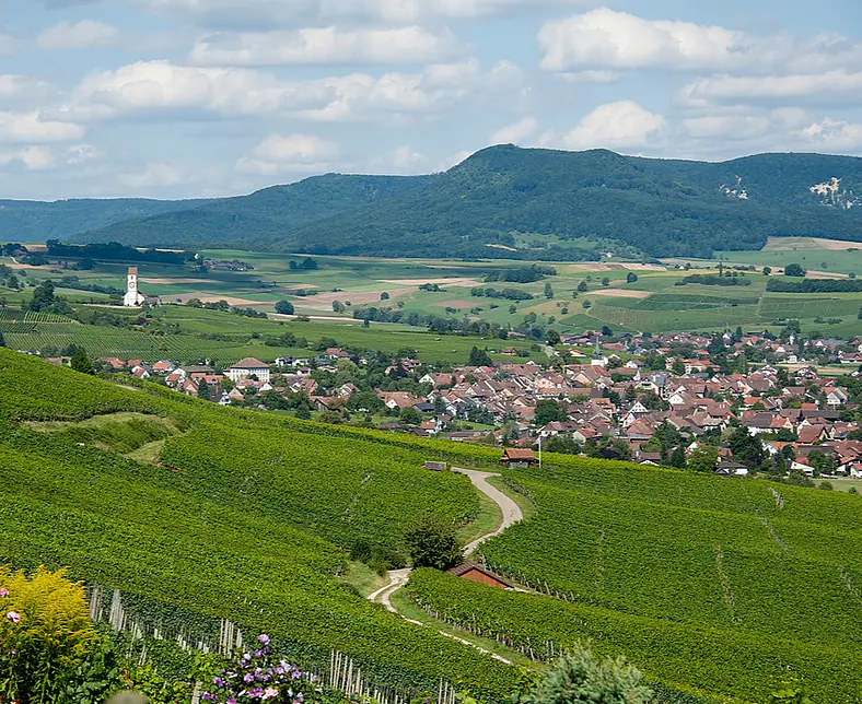 Regli_Weine_KNL3390.jpg