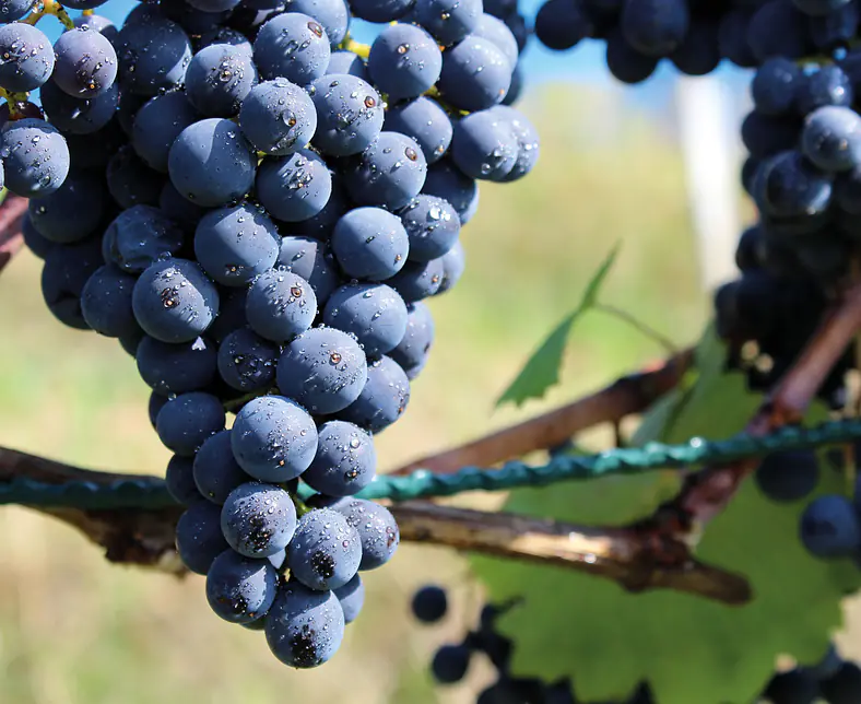PinotNoir.jpg